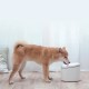 Автопоилка Xiaomi Фонтан для кошек и собак Mijia Smart Pet Water Dispenser XWWF01MG
